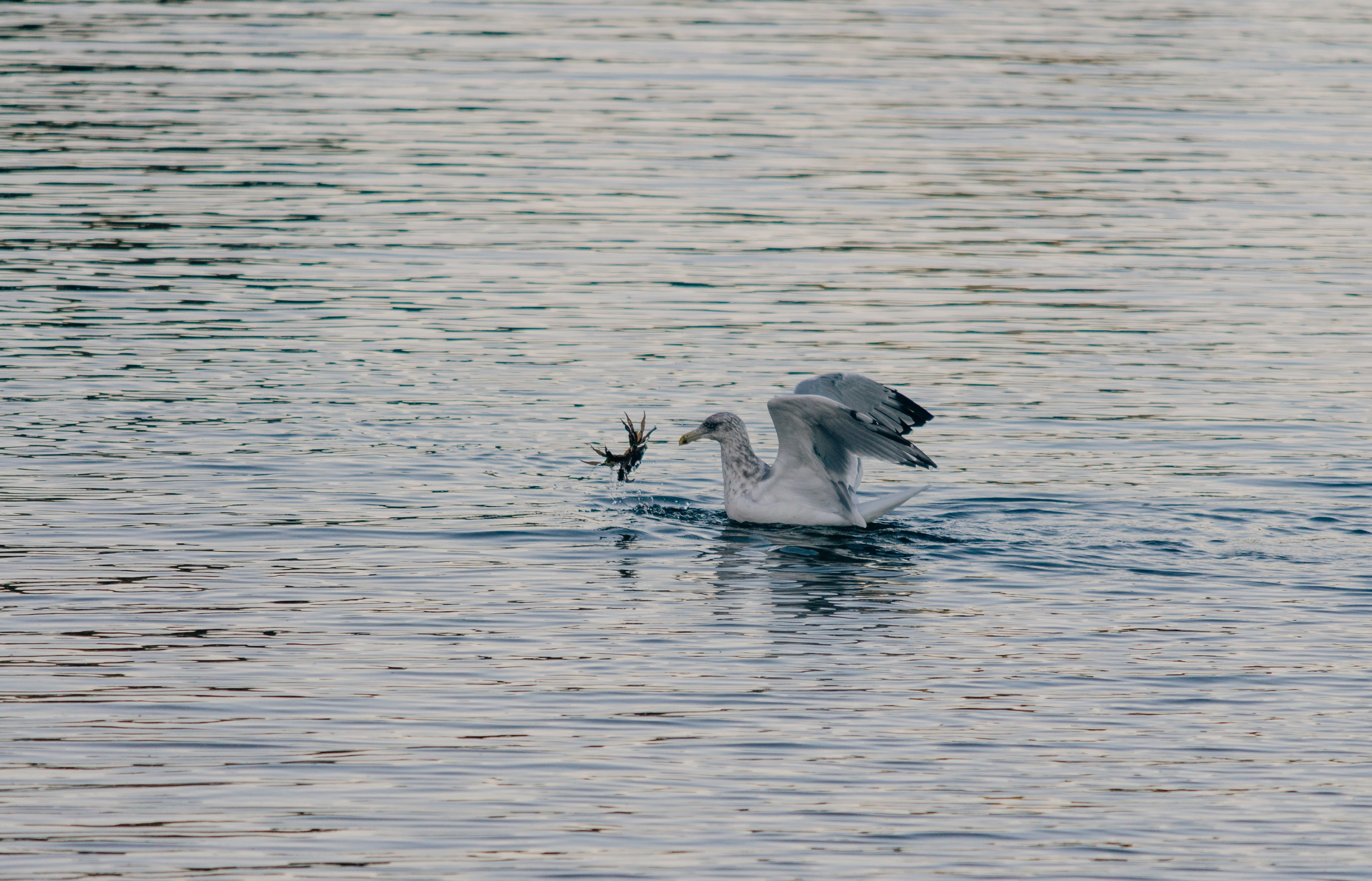 white bird on body of water